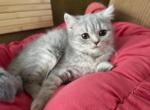 Lady British Shorthair blue tabby girl - British Shorthair Kitten For Sale - NY&comma; US