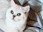 Sasha British Shorthair silver girl - British Shorthair Kitten For Sale - NY&comma; US