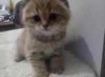 Daisy - Scottish Fold Kitten For Sale - Naperville&comma; IL&comma; US