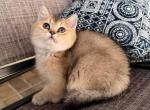 Tiana - British Shorthair Kitten For Sale - Jacksonville&comma; FL&comma; US