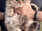 Tiger - British Shorthair Kitten For Sale - Jacksonville&comma; FL&comma; US