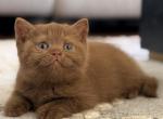 Mocha - British Shorthair Kitten For Sale - Jacksonville&comma; FL&comma; US