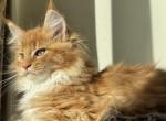 Jardin - Maine Coon Kitten For Sale - Odesa&comma; Odessa Oblast&comma; UA