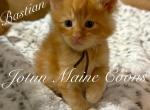 Bastian - Maine Coon Kitten For Sale - Greensburg&comma; IN&comma; US