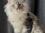 Ernest - Maine Coon Kitten For Sale - Odesa&comma; Odessa Oblast&comma; UA