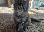 Large male tabby maine coon ready now - Maine Coon Kitten For Sale - Easton&comma; PA&comma; US