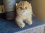 Star - Scottish Fold Kitten For Sale - Falls Church&comma; VA&comma; US