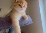 Sky - Scottish Fold Kitten For Sale - Falls Church&comma; VA&comma; US