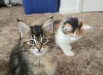Torbi maine coon female - Maine Coon Kitten For Sale - Easton&comma; PA&comma; US