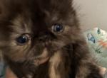 Exotic  Tortie girl - Exotic Kitten For Sale - Orlando&comma; FL&comma; US