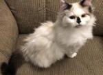 Annie - Ragdoll Kitten For Sale - Burlington&comma; WI&comma; US