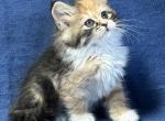 Destiny - Siberian Cat For Sale - Milton Freewater&comma; OR&comma; US