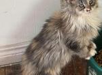 Cinderella - Maine Coon Kitten For Sale - Chouteau&comma; OK&comma; US