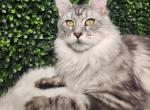 Artemis - Maine Coon Cat For Sale - MI&comma; US