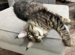 Ingrid - Maine Coon Cat For Sale - Jacksonville&comma; FL&comma; US