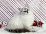 Gibson - Siberian Kitten For Sale - Prospect Heights&comma; IL&comma; US