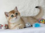 Ginger - British Shorthair Kitten For Sale - Hallandale&comma; FL&comma; US