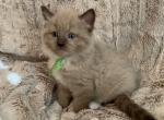 Seal mink mitted one - Ragdoll Kitten For Sale - Amarillo&comma; TX&comma; US