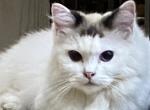 Cookie - Ragdoll Cat For Sale - Salem&comma; OR&comma; US