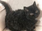 Selkirk Rex Mix ON HOLD - Selkirk Rex Kitten For Sale - Lake Station&comma; IN&comma; US