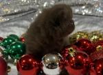 Truffles - Exotic Kitten For Sale - Wedowee&comma; AL&comma; US