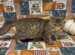 Sparkles JR - Exotic Kitten For Sale - Wedowee&comma; AL&comma; US
