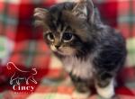 Lady Cora TICA Registered - Ragdoll Kitten For Sale - Maineville&comma; OH&comma; US