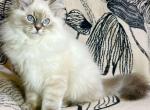 Xeno - Siberian Kitten For Sale - Pembroke Pines&comma; FL&comma; US