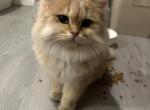 Mac - British Shorthair Cat For Adoption - Chula Vista&comma; CA&comma; US