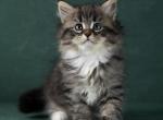 Orion - Siberian Kitten For Sale - MI&comma; US