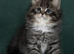 Olimpus - Siberian Kitten For Sale - MI&comma; US