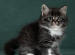 Onix - Siberian Kitten For Sale - MI&comma; US