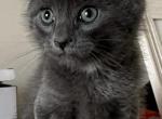 Russian Blue Litter - Russian Blue Kitten For Sale - Portsmouth&comma; VA&comma; US