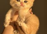 British short hair ny12 - British Shorthair Kitten For Sale - 