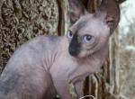 DEET Dynasty Cattery - Sphynx Kitten For Sale - OH&comma; US