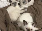 Macy kittens - Siamese Kitten For Sale - Fall River&comma; MA&comma; US