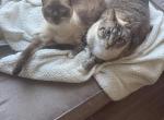 Flip Flop and Pop Top - Domestic Cat For Adoption - Kingwood&comma; TX&comma; US