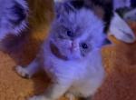 Wednesday Bundle of Joy - Persian Kitten For Sale - 