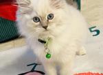 Good Golly Miss Molly - Ragdoll Kitten For Sale - Kearneysville&comma; WV&comma; US