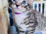 Sweet Sophie - Maine Coon Kitten For Sale - Minden&comma; NV&comma; US