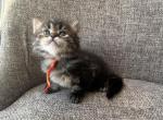 Boy Siberian Purebred Black Brown Tabby - Siberian Kitten For Sale - Old Bridge&comma; NJ&comma; US