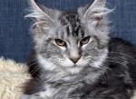 Arabesco - Maine Coon Kitten For Sale - Jackson&comma; TN&comma; US