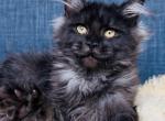 Coal - Maine Coon Kitten For Sale - Jackson&comma; TN&comma; US