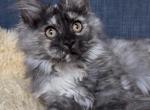 Sol - Maine Coon Kitten For Sale - Jackson&comma; TN&comma; US