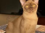 Nik - Burmese Kitten For Sale - Miami&comma; FL&comma; US