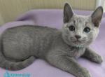 William - Russian Blue Kitten For Sale - Hollywood&comma; FL&comma; US
