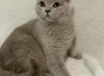Nala - British Shorthair Cat For Sale - Battle Ground&comma; WA&comma; US