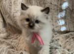 seal point mitted with blaze 2 - Ragdoll Kitten For Sale - Amarillo&comma; TX&comma; US