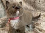 seal mink mitted - Ragdoll Kitten For Sale - Amarillo&comma; TX&comma; US