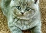 British Shorthair Blue Male PERFECT CHRISTMAS GIFT - British Shorthair Kitten For Sale - Clearwater&comma; FL&comma; US